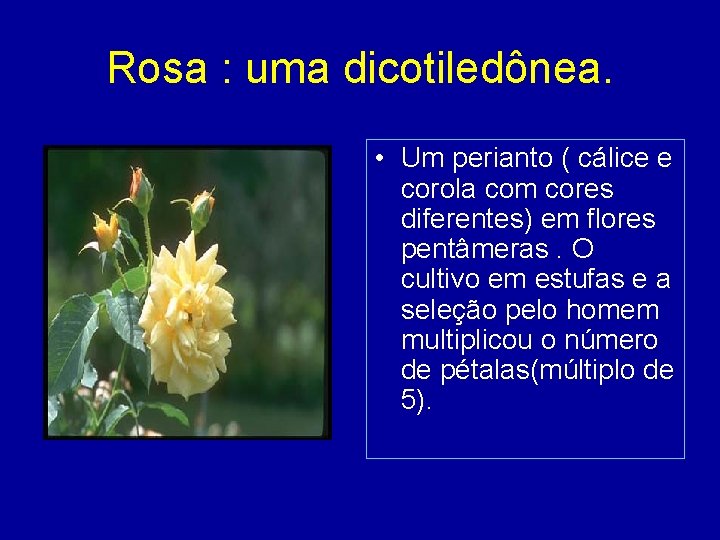 Rosa : uma dicotiledônea. • Um perianto ( cálice e corola com cores diferentes)