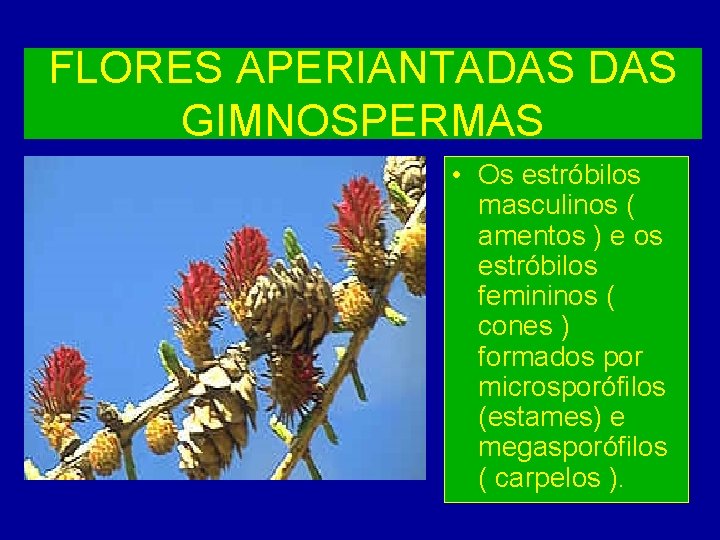 FLORES APERIANTADAS GIMNOSPERMAS • Os estróbilos masculinos ( amentos ) e os estróbilos femininos