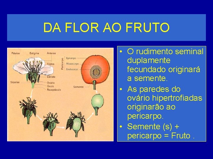 DA FLOR AO FRUTO • O rudimento seminal duplamente fecundado originará a semente. •