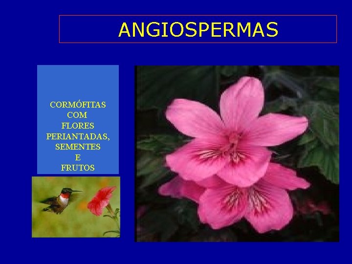 ANGIOSPERMAS CORMÓFITAS COM FLORES PERIANTADAS, SEMENTES E FRUTOS 