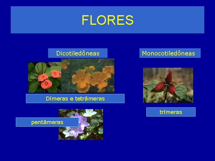 FLORES Dicotiledôneas Monocotiledôneas Dímeras e tetrâmeras trímeras pentâmeras 