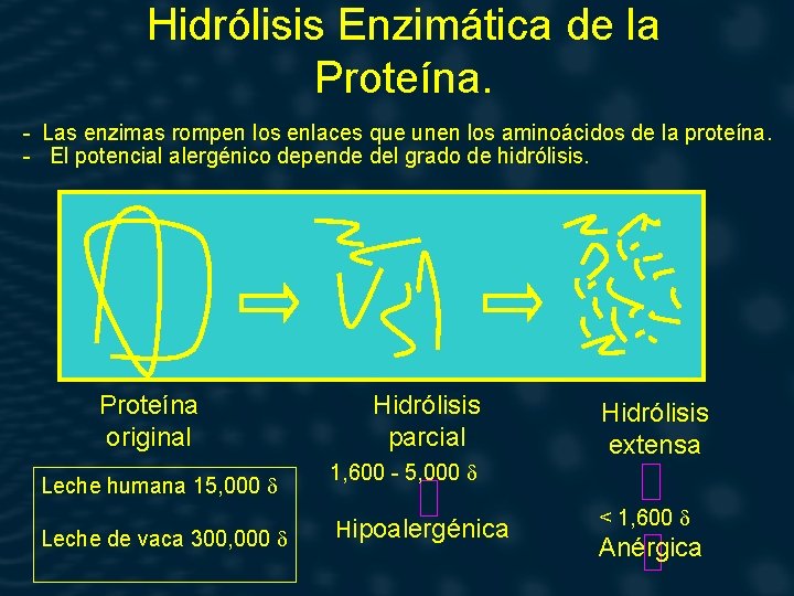 Hidrólisis Enzimática de la Proteína. - Las enzimas rompen los enlaces que unen los