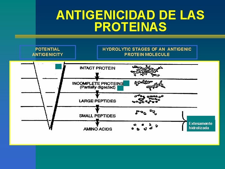 ANTIGENICIDAD DE LAS PROTEINAS POTENTIAL ANTIGENICITY HYDROLYTIC STAGES OF AN ANTIGENIC PROTEIN MOLECULE Extesamente