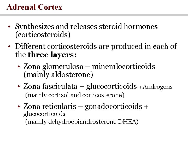 Adrenal Cortex • Synthesizes and releases steroid hormones (corticosteroids) • Different corticosteroids are produced