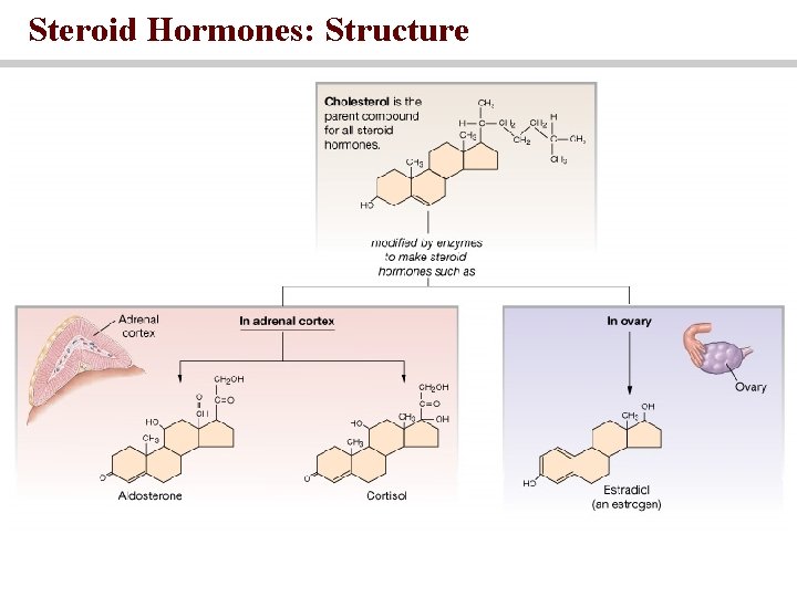 Steroid Hormones: Structure 