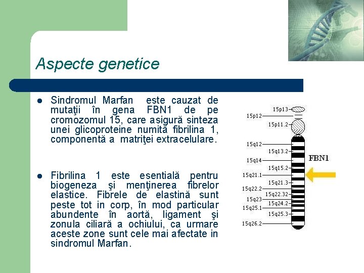 Aspecte genetice l Sindromul Marfan este cauzat de mutaţii în gena FBN 1 de