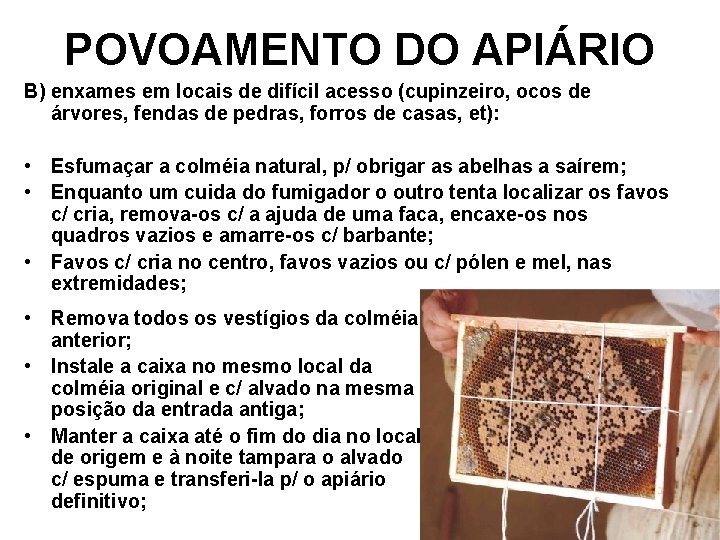 POVOAMENTO DO APIÁRIO B) enxames em locais de difícil acesso (cupinzeiro, ocos de árvores,