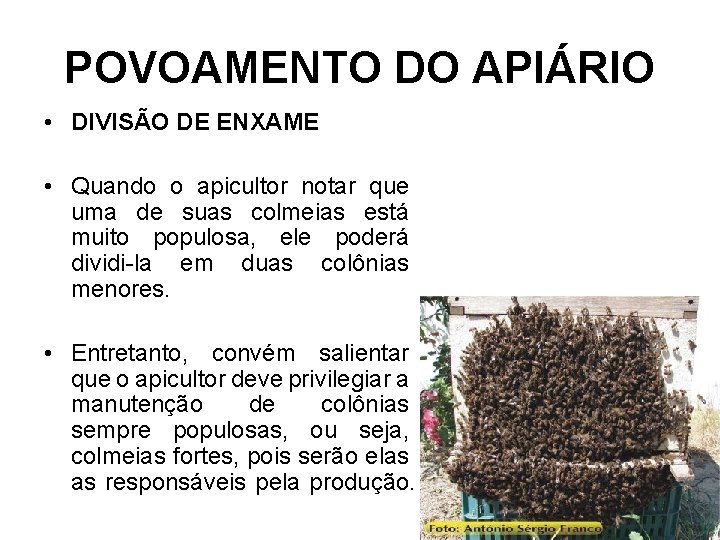 POVOAMENTO DO APIÁRIO • DIVISÃO DE ENXAME • Quando o apicultor notar que uma