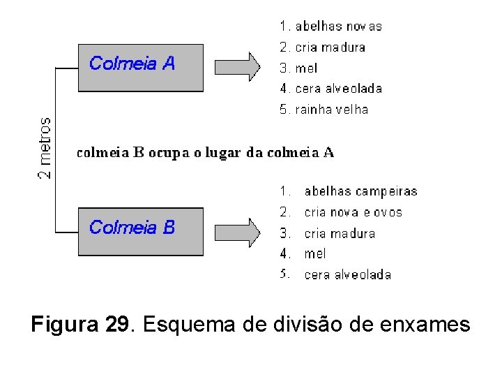 Figura 29. Esquema de divisão de enxames 