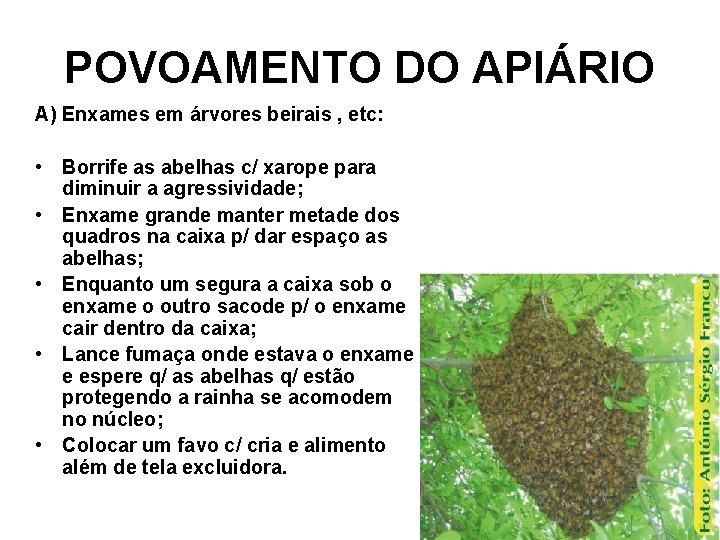 POVOAMENTO DO APIÁRIO A) Enxames em árvores beirais , etc: • Borrife as abelhas