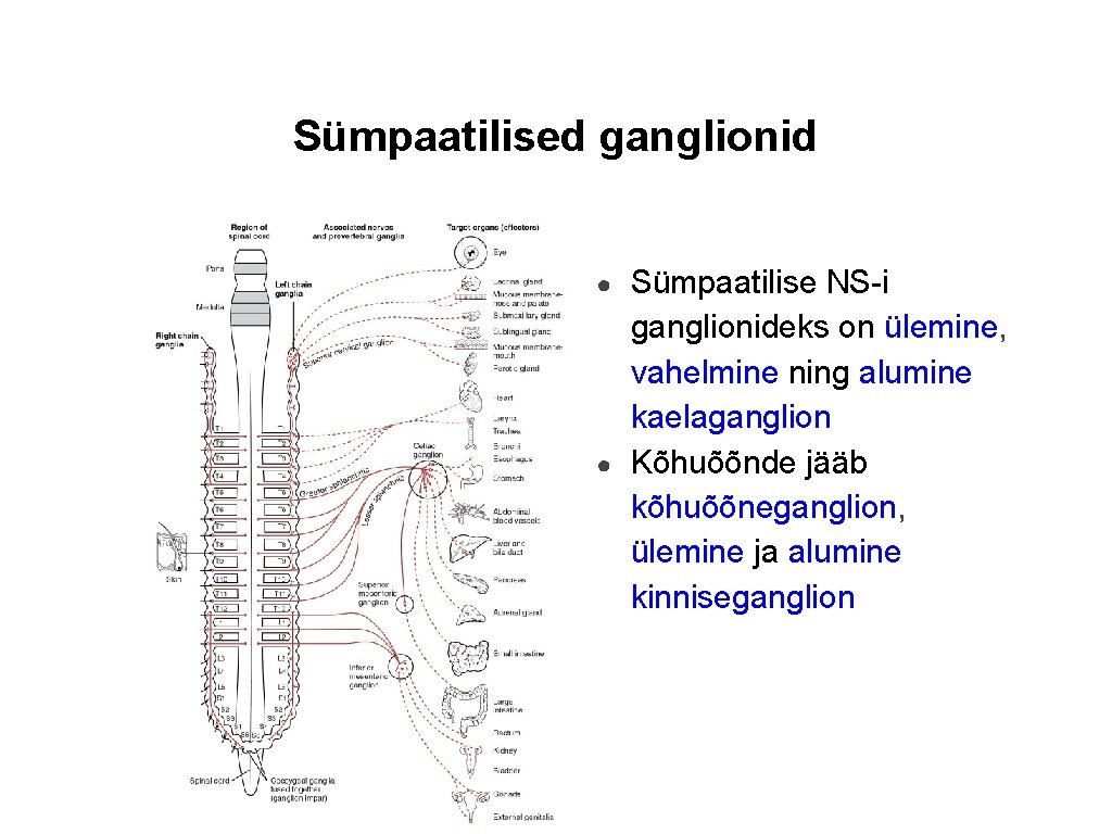 Sümpaatilised ganglionid ● ● Sümpaatilise NS-i ganglionideks on ülemine, vahelmine ning alumine kaelaganglion Kõhuõõnde Sümpaatilised ganglionid ● ● Sümpaatilise NS-i ganglionideks on ülemine, vahelmine ning alumine kaelaganglion Kõhuõõnde