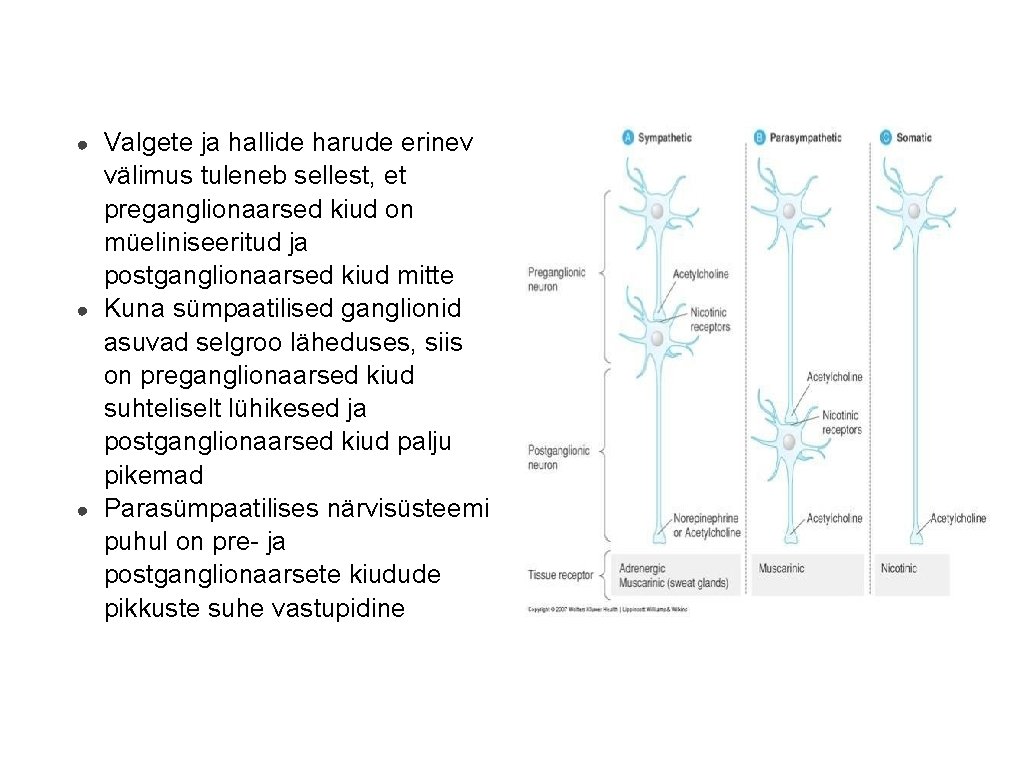 ● ● ● Valgete ja hallide harude erinev välimus tuleneb sellest, et preganglionaarsed kiud