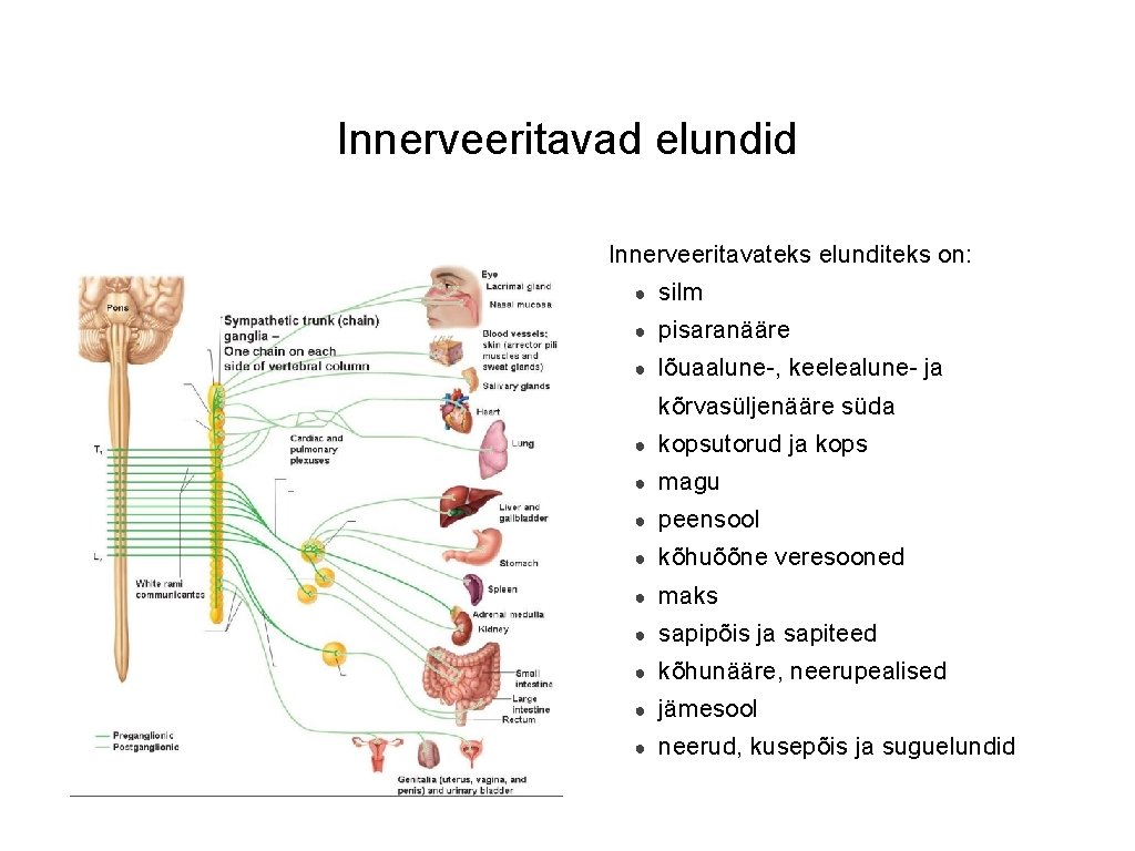 Innerveeritavad elundid Innerveeritavateks elunditeks on: ● silm ● pisaranääre ● lõuaalune-, keelealune- ja kõrvasüljenääre Innerveeritavad elundid Innerveeritavateks elunditeks on: ● silm ● pisaranääre ● lõuaalune-, keelealune- ja kõrvasüljenääre