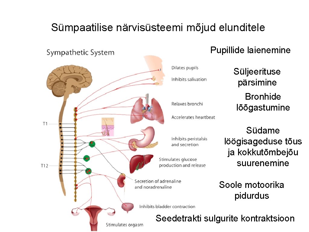 Sümpaatilise närvisüsteemi mõjud elunditele Pupillide laienemine Süljeerituse pärsimine Bronhide lõõgastumine Südame löögisageduse tõus ja