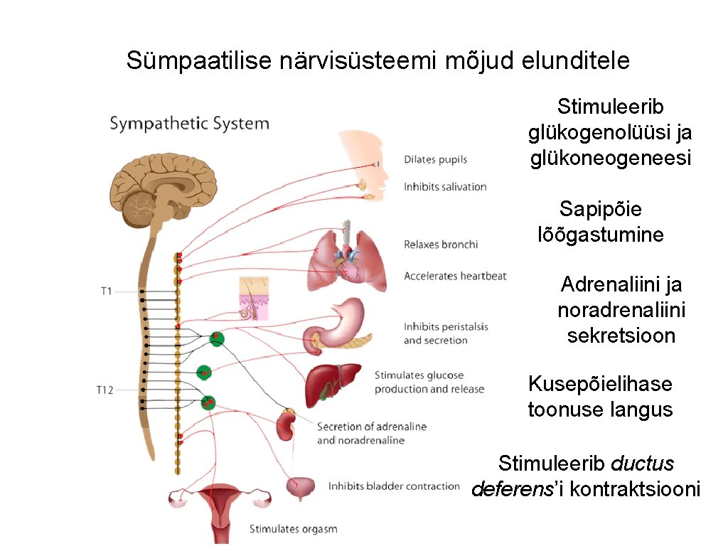 Sümpaatilise närvisüsteemi mõjud elunditele Stimuleerib glükogenolüüsi ja glükoneogeneesi Sapipõie lõõgastumine Adrenaliini ja noradrenaliini sekretsioon