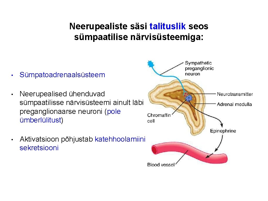 Neerupealiste säsi talituslik seos sümpaatilise närvisüsteemiga: • Sümpatoadrenaalsüsteem • Neerupealised ühenduvad sümpaatilisse närvisüsteemi ainult