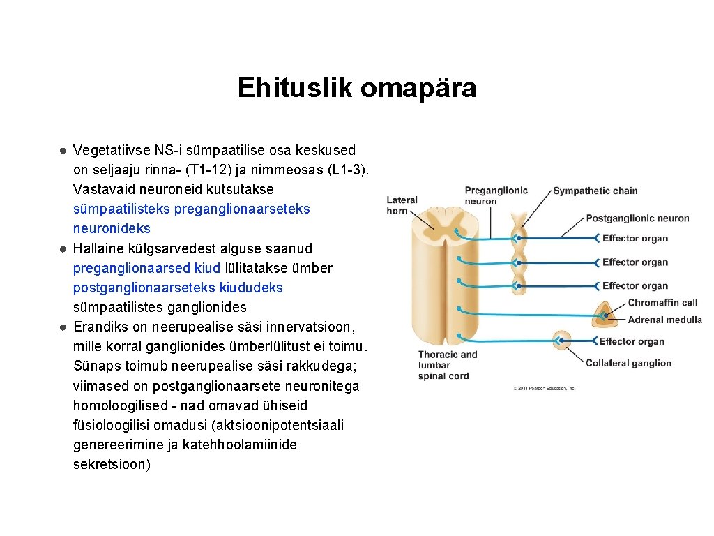 Ehituslik omapära ● Vegetatiivse NS-i sümpaatilise osa keskused on seljaaju rinna- (T 1 -12)