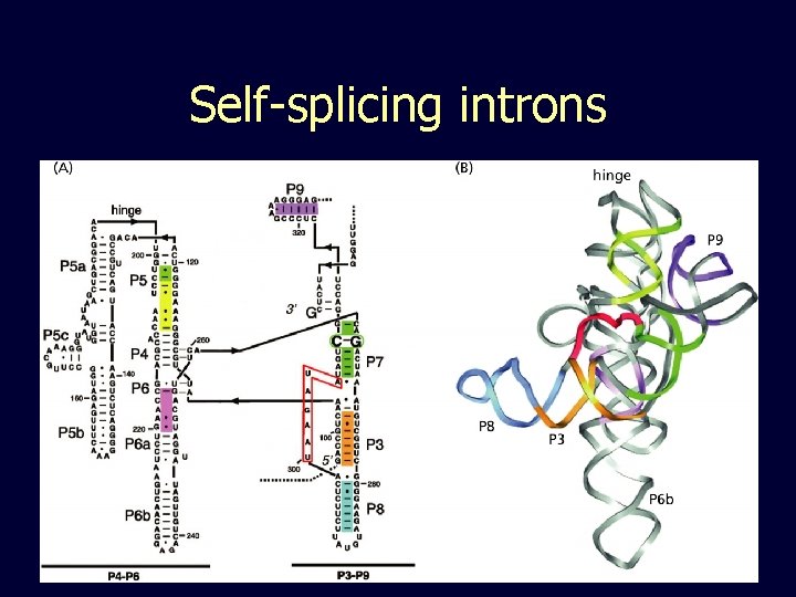 Self-splicing introns 