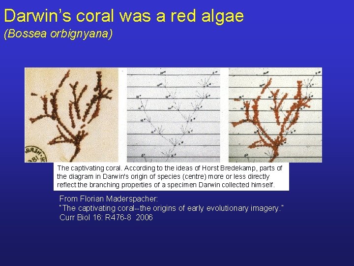 Darwin’s coral was a red algae (Bossea orbignyana) The captivating coral. According to the