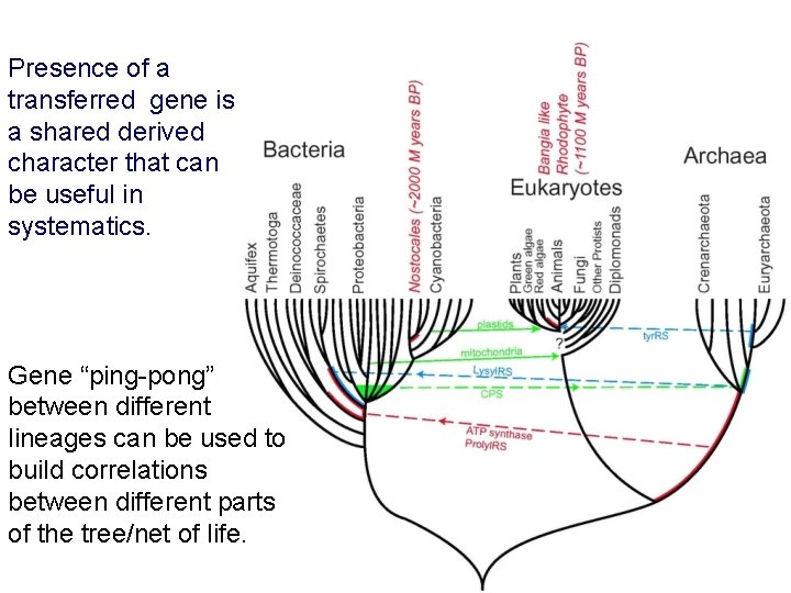Presence of a transferred gene is a shared derived character that can be useful