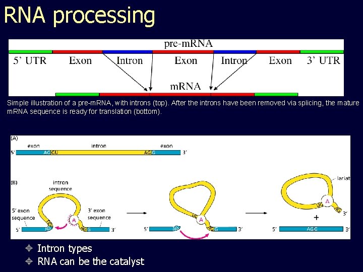 RNA processing Simple illustration of a pre-m. RNA, with introns (top). After the introns