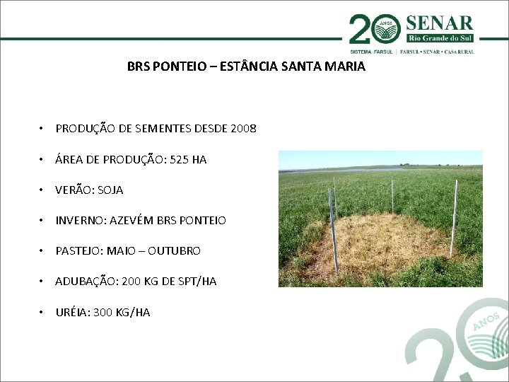 BRS PONTEIO – EST NCIA SANTA MARIA • PRODUÇÃO DE SEMENTES DESDE 2008 •