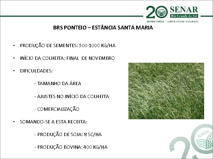 BRS PONTEIO – EST NCIA SANTA MARIA • PRODUÇÃO DE SEMENTES: 500 -1000 KG/HA