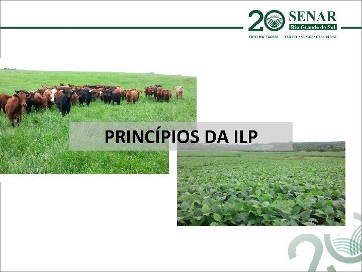 PRINCÍPIOS DA ILP 