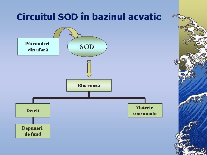 Circuitul SOD în bazinul acvatic Pătrunderi din afară SOD Biocenoză Detrit Depuneri de fund