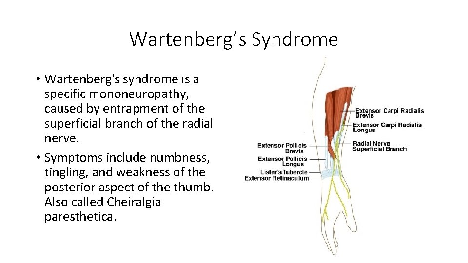 Wartenberg’s Syndrome • Wartenberg's syndrome is a specific mononeuropathy, caused by entrapment of the