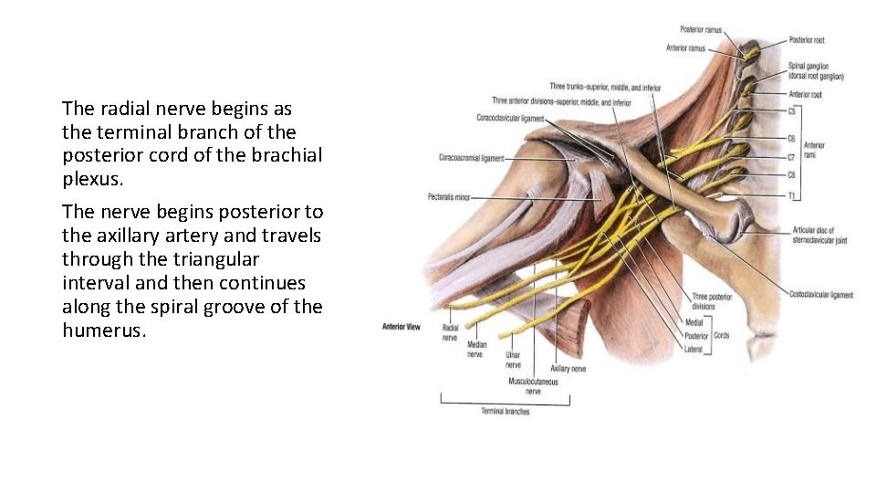 The radial nerve begins as the terminal branch of the posterior cord of the