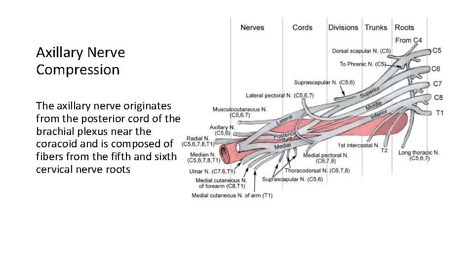 Axillary Nerve Compression The axillary nerve originates from the posterior cord of the brachial