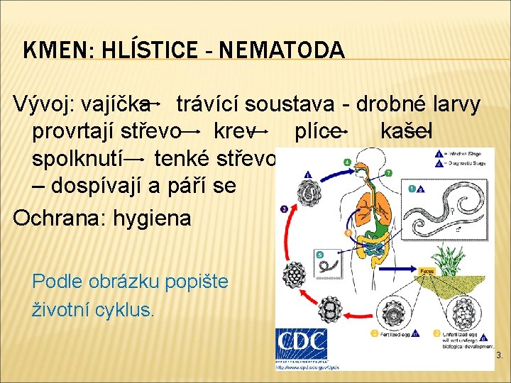 KMEN: HLÍSTICE - NEMATODA Vývoj: vajíčka trávící soustava - drobné larvy provrtají střevo krev