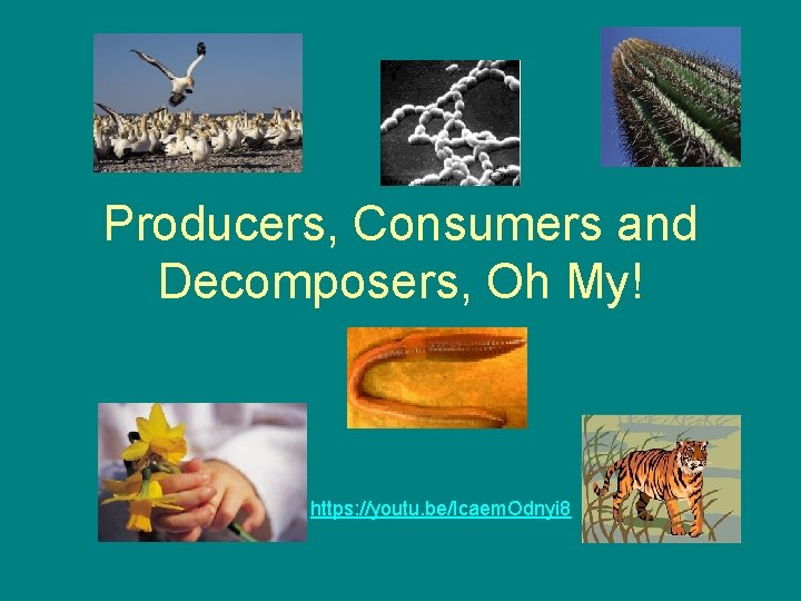 Producers, Consumers and Decomposers, Oh My! https: //youtu. be/Icaem. Odnyi 8 