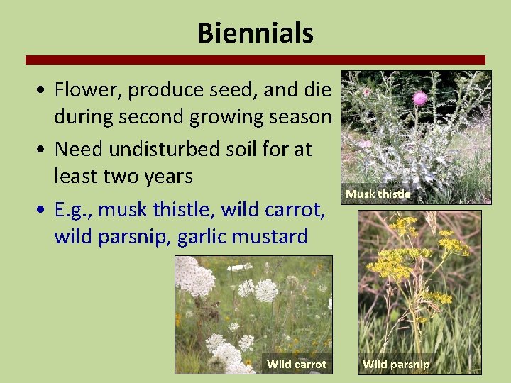 Biennials • Flower, produce seed, and die during second growing season • Need undisturbed