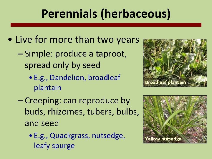 Perennials (herbaceous) • Live for more than two years – Simple: produce a taproot,