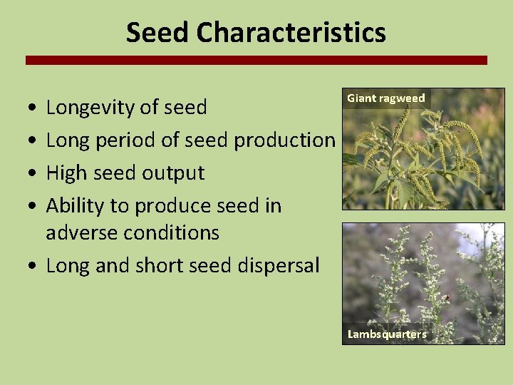 Seed Characteristics • • Longevity of seed Long period of seed production High seed