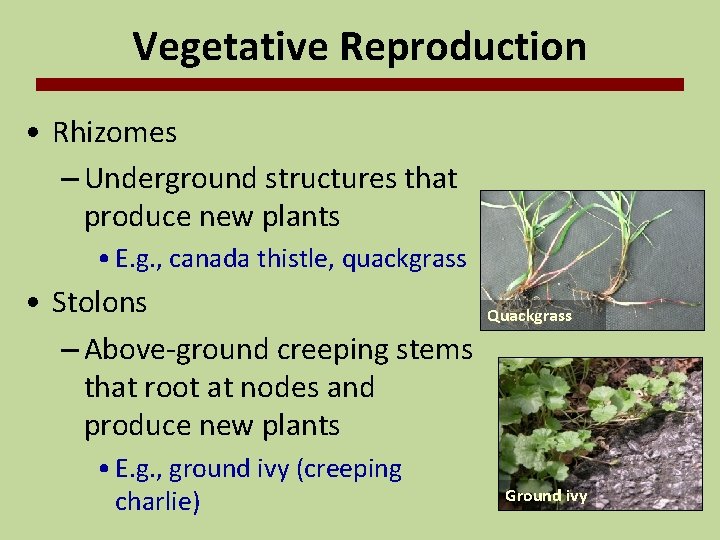 Vegetative Reproduction • Rhizomes – Underground structures that produce new plants • E. g.