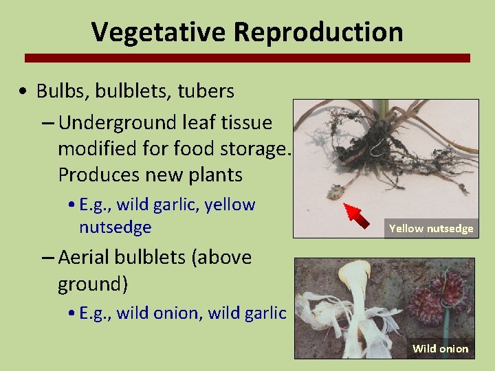 Vegetative Reproduction • Bulbs, bulblets, tubers – Underground leaf tissue modified for food storage.