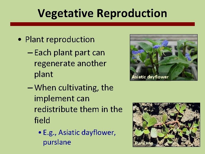 Vegetative Reproduction • Plant reproduction – Each plant part can regenerate another plant –