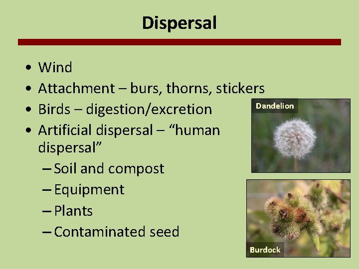 Dispersal • • Wind Attachment – burs, thorns, stickers Dandelion Birds – digestion/excretion Artificial