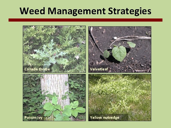 Weed Management Strategies Canada thistle Velvetleaf Poison ivy Yellow nutsedge 