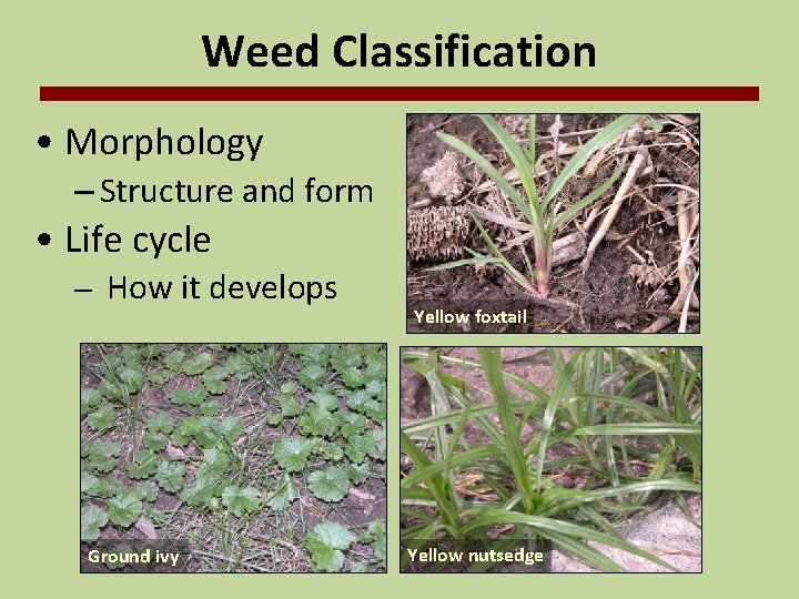 Weed Classification • Morphology – Structure and form • Life cycle – How it