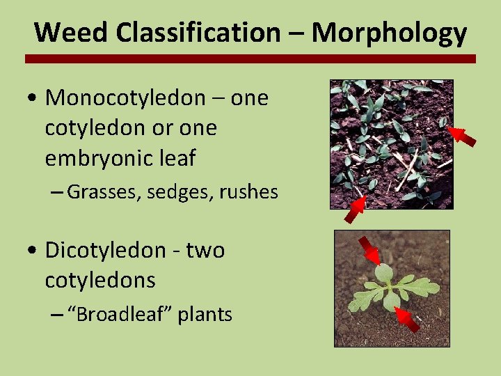 Weed Classification – Morphology • Monocotyledon – one cotyledon or one embryonic leaf –