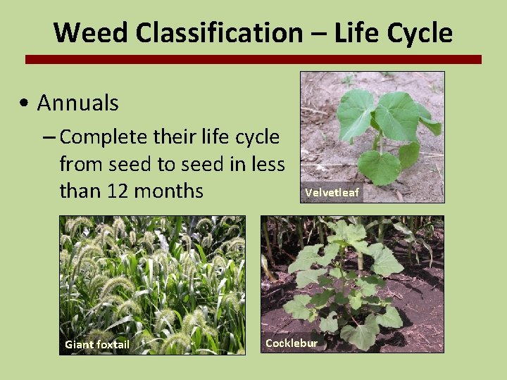 Weed Classification – Life Cycle • Annuals – Complete their life cycle from seed