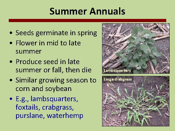 Summer Annuals • Seeds germinate in spring • Flower in mid to late summer