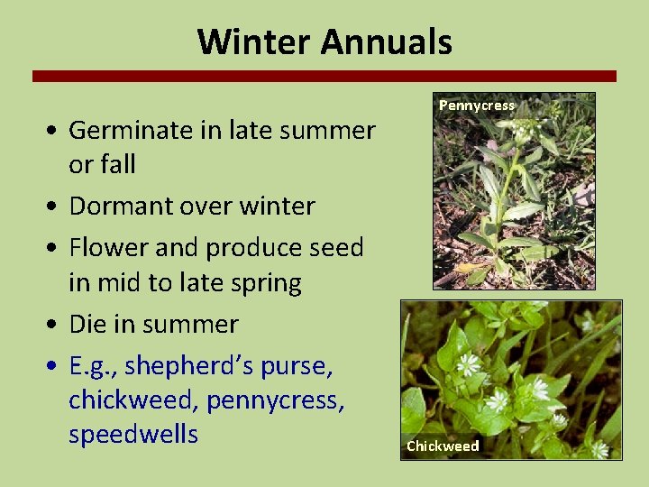 Winter Annuals • Germinate in late summer or fall • Dormant over winter •