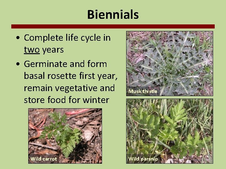 Biennials • Complete life cycle in two years • Germinate and form basal rosette