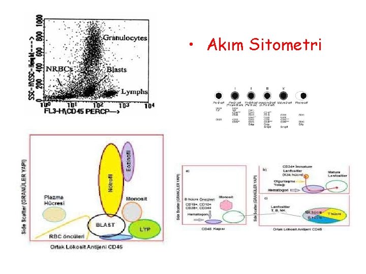  • Akım Sitometri 