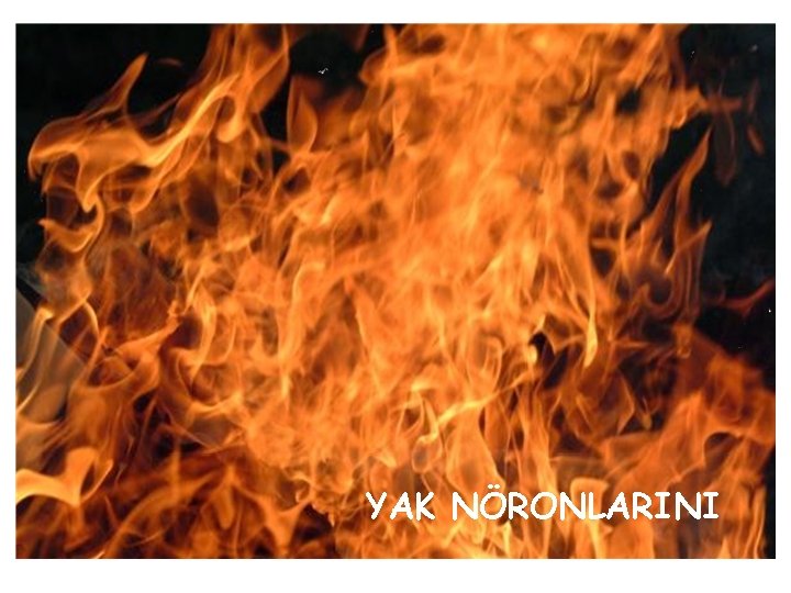 YAK NÖRONLARINI 